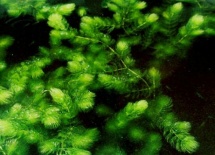 Ceratophyllum demersum/Hoornblad