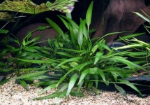 Cryptocoryne nevellii