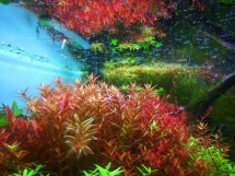 Rotala sp. Colorata