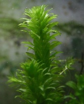 Elodea densa (waterpest)