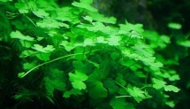 Hydrocotyle tripartita (sp. Japan)