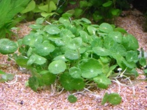 Hydrocotyle verticillata/waternavel