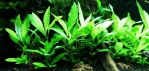 Hygrophila siamensis