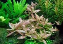 Hygrophila spec. rosanervis