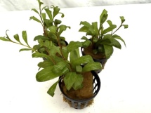 Lysimachia parvifolia