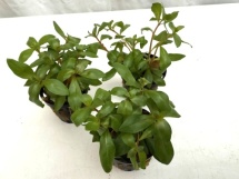 Ammannia sp. "Yme"