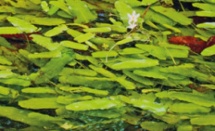Nymphoides flaccida