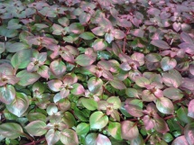 Ludwigia sp. Mini Super Red