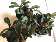 Bucephalandra Theia Red