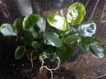 Anubias Gold Coin