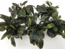 Cryptocoryne purpurea