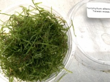 Taiwan moss- Taxiphyllum alternans cup 50cc