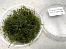 Peacock moss- Taxiphyllum sp.cup 50cc