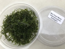  Pearl Moss- Heteroscyphus Zollingeri cup 50cc