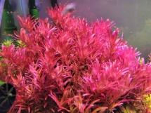 Rotala blood red SG