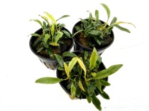 Anubias Minima Dragon Claw 