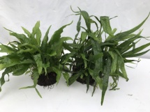 Microsorum pteropus/ Javavaren op halve kokosnoot.