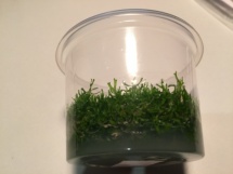 Riccia fluitans -In Vitro cup