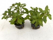Ludwigia polycarpa