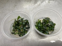 Bucephalandra theia green -In Vitro cup