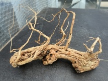 Azalea Root 2 45 cm