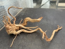 Azalea Root 6 60cm