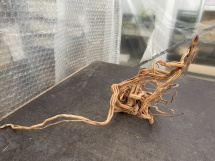 Azalea Root 10 87cm