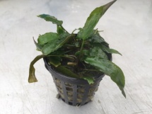 Cryptocoryne usteriana