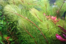 Myriophyllum brasiliensis