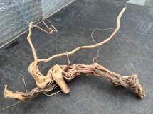 Azalea Root 6 55cm