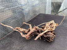 Azalea Root 7 78cm