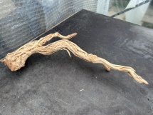Azalea Root 8 81cm