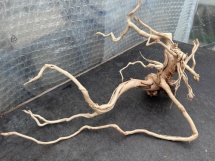 Azalea Root 9 62cm