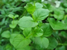 Lysimachia nummularia