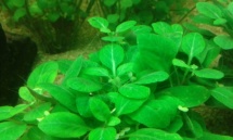 Lobelia cardinalis