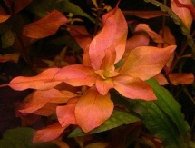 Ludwigia palustris