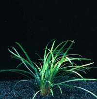 Ophiopogon japonicum