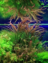 Hygrophila pinnatifida  