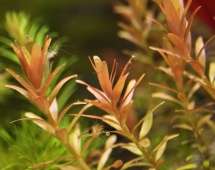 Rotala rotundifolia Orange Juice