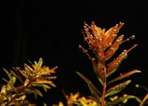 Rotala indica/rotundifolia