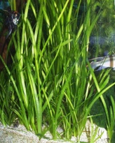 Vallisneria spiralis/recht