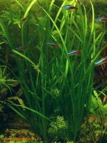 Vallisneria spiralis/recht