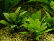 Hygrophila corymbosa compact
