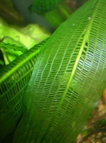 Aponogeton henkelianus