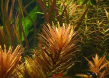 Limnophila aromatica