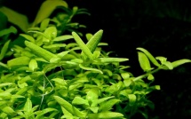 Bacopa sp. Japan (serpyllifolia) 