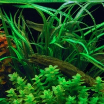 Cryptocoryne balansae