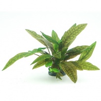 Cryptocoryne purpurea