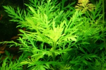 Hygrophila difformis