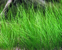 Eleocharis acicularis /naaldgras